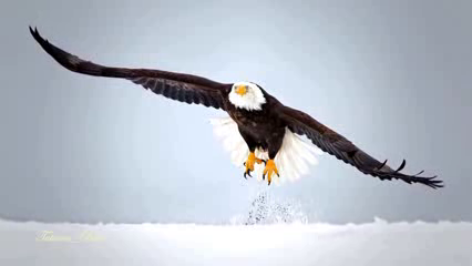 LIBERTAD