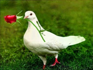 LA PACE E’ IN CRISI..!