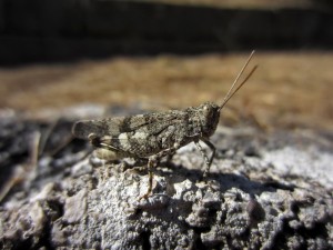 UNA STRANA ENERGIA PROVENIENTE DAL SOLE STA COLPENDO LA TERRA!